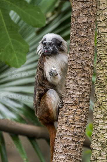 Cotton-top tamarin