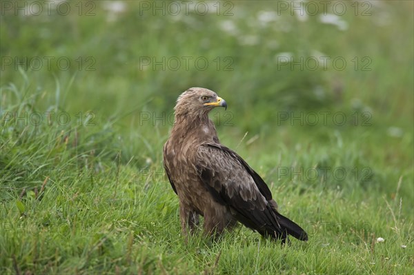 Lesser spotted eagle