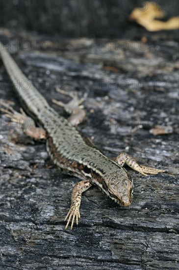 Common wall lizard