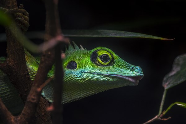 Green crested lizard