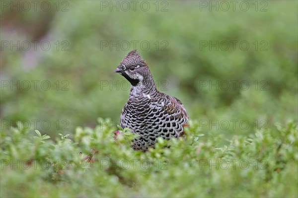 Hazel grouse