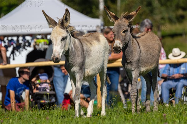 Donkey foal