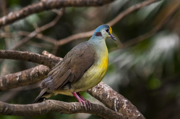 Sulawesi ground dove