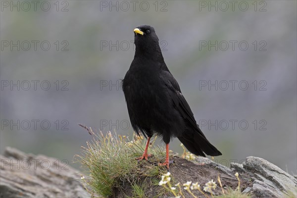 Alpine chough