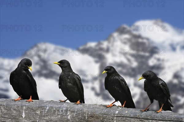 Alpine choughs