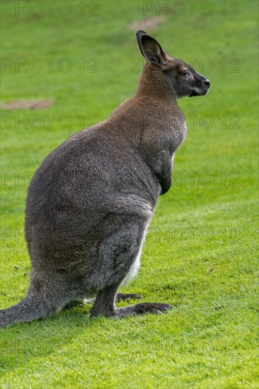 Red-necked wallaby