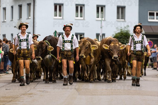 Group of shepherds leading cattle