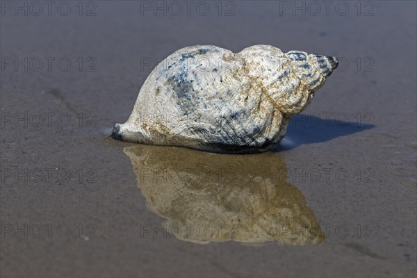 Common whelk