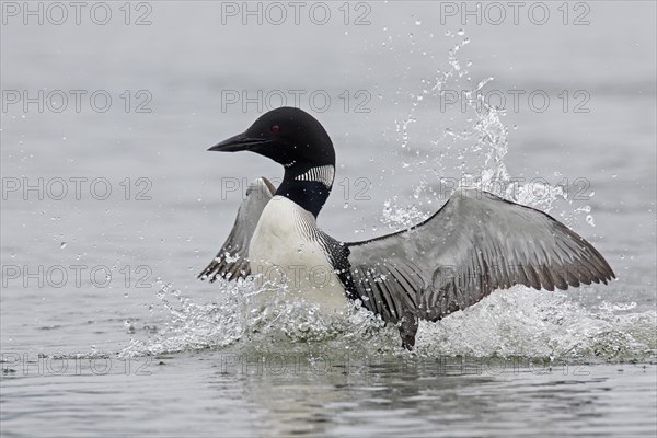 Common loon