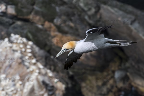 Northern gannet