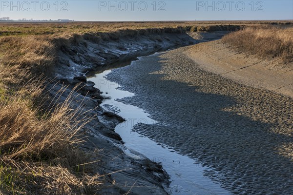 Mudflat in the Verdronken Land van Saeftinghe