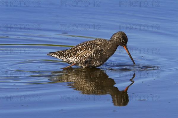 Spotted redshank