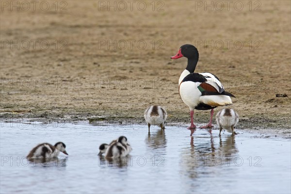 Common shelduck