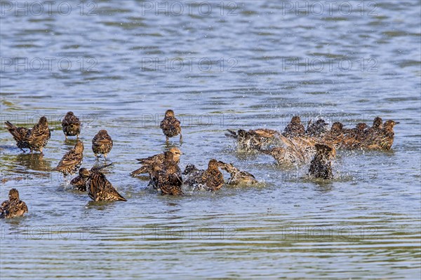 Flock of European starlings