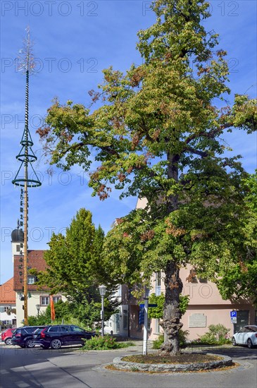 Large linden tree