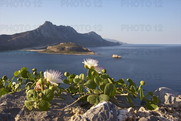 Caper flowers