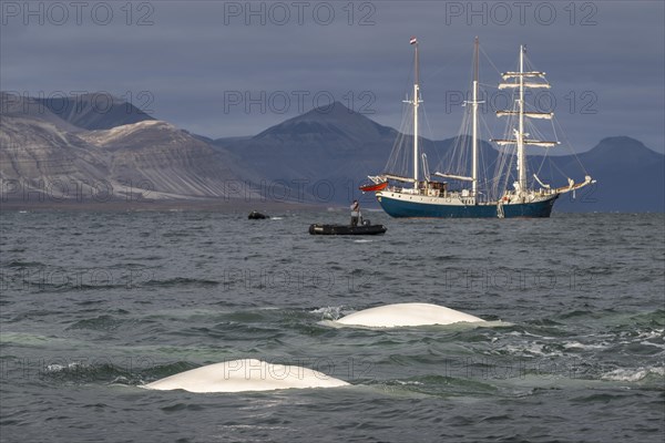 Group of belugas