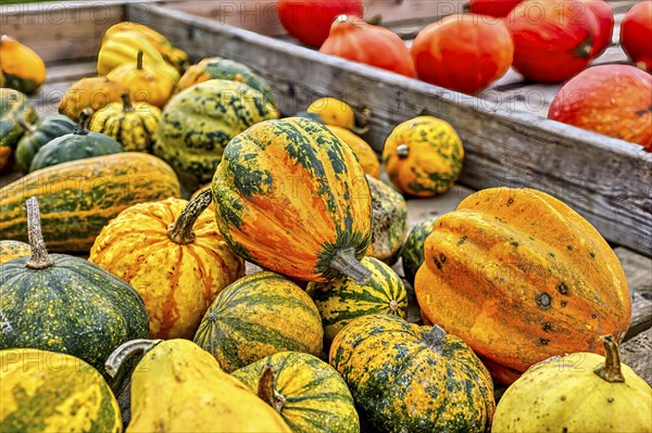 Colourful ornamental pumpkins in autumn