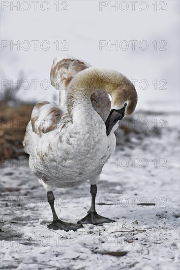 Young swan with brown patches in coat cleaning its feathers while standing in snow