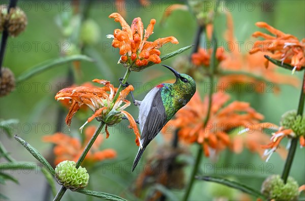 Double-banded Sunbird