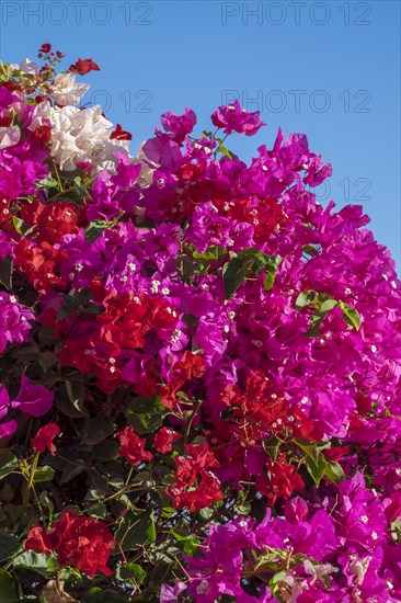 Bougainvillea