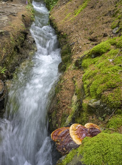 Mushrooms and moss on the Berkwaal