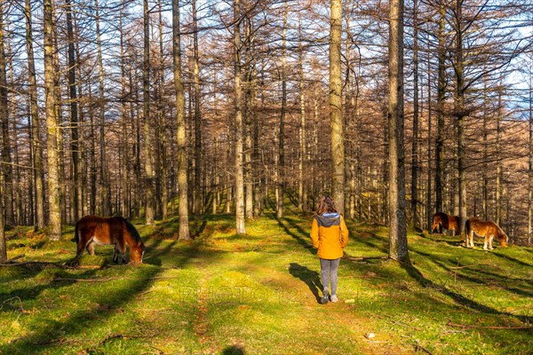 A young woman stroking wild horses in the Oianleku beech forest