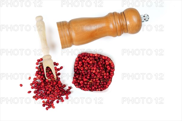 Pink peppercorns in a wooden spoon with a wooden pepper shaker isolated on a white background and copy space