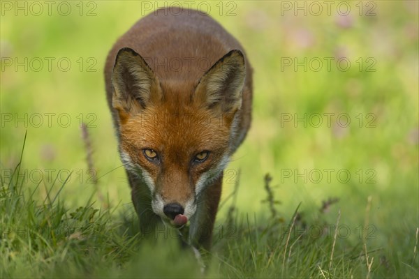 Red fox