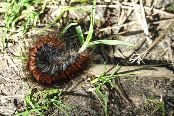 Caterpillar of the fox moth