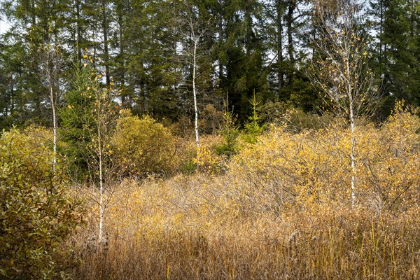 Autumn landscape in the Bodenmoeser nature and landscape conservation area