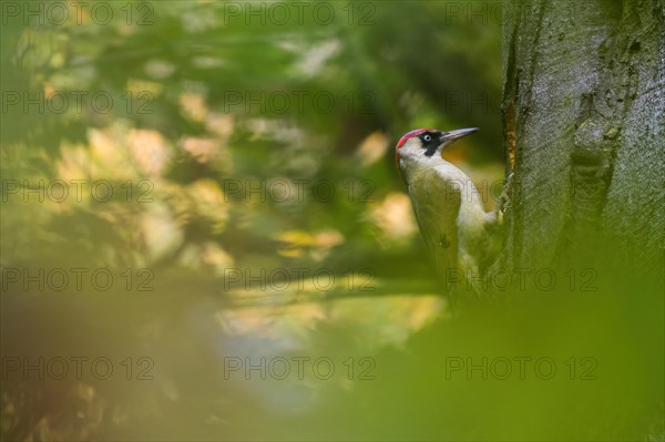 European green woodpecker