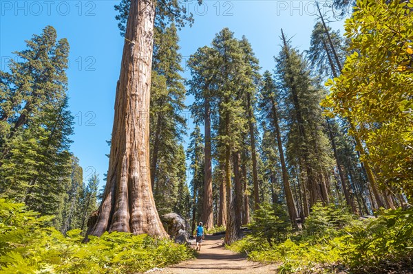 A young man walking along the beautiful path of giant trees in Sequoia National
