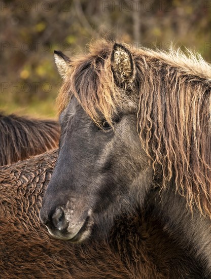 Portrait of an Icelandic horse with winter coat in autumn in the Allgaeu. The pony is grey-black with brown-red longhair. Bavaria