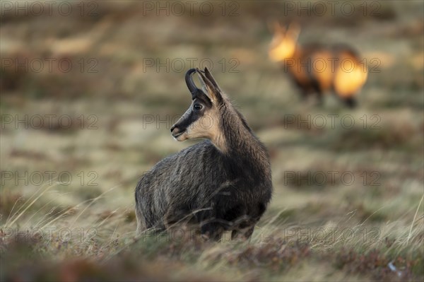 Chamois