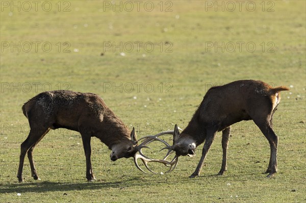 Red deer