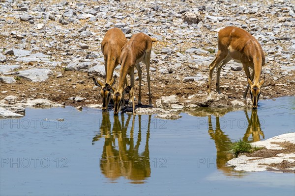 Black-nosed impala