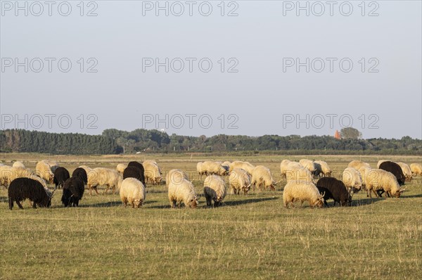 Zackel domestic sheep