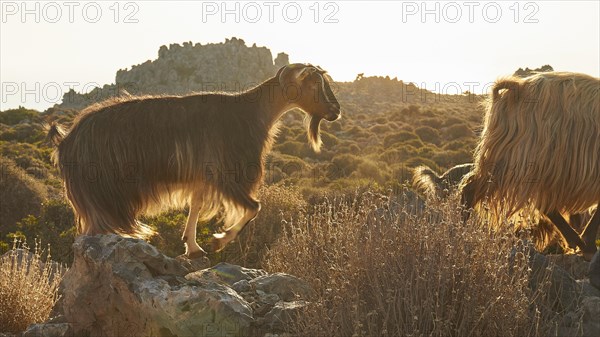 Backlit goats