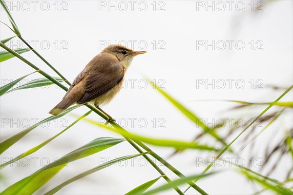 Reed warbler