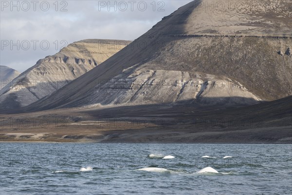 Group of belugas