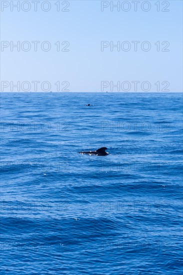 A pod of Calderon Tropical whales the smallest whale in the world off the Costa de Adeje in the south of Tenerife Canary Islands