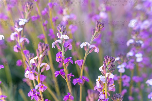 Mountain flowers at the top in the Roques de Gracia and the Roque Cinchado in the Teide natural of Tenerife