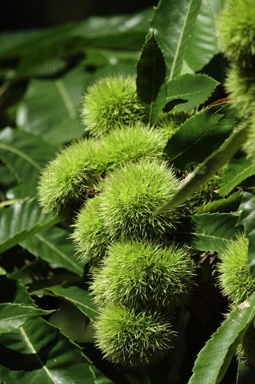 Chestnuts