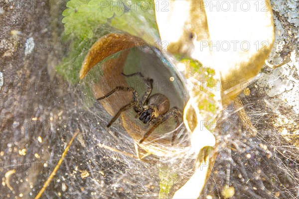 Amazing spider web of a large black spider in Copan Ruinas. Honduras