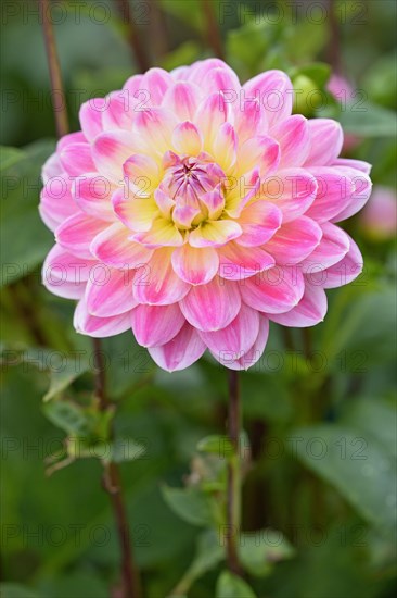 Water lily dahlias