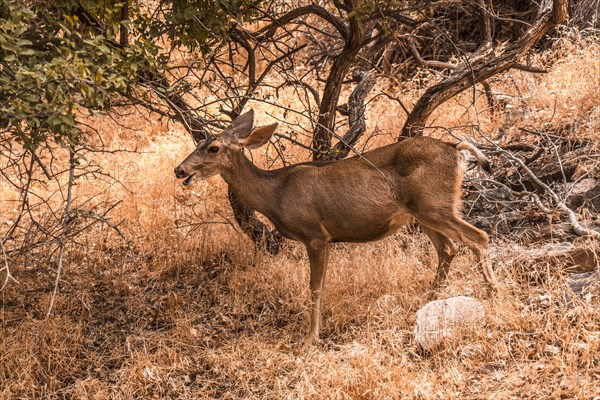 A beautiful young deer seen on the Bright Angel Trailhead in the Grand Canyon. Arizona