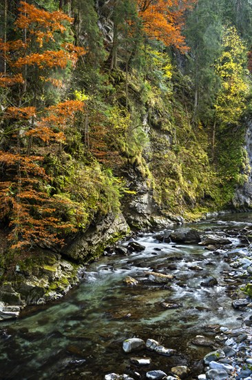 The Breitachklamm gorge with the Breitach river in autumn. A rock face and trees in autumn leaves. Rocks in the river. Long exposure. Oberstdorf