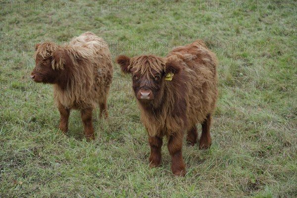 Scottish highland cattle