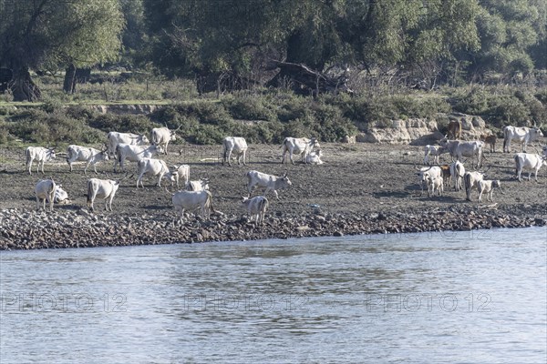 Hungarian steppe cattle